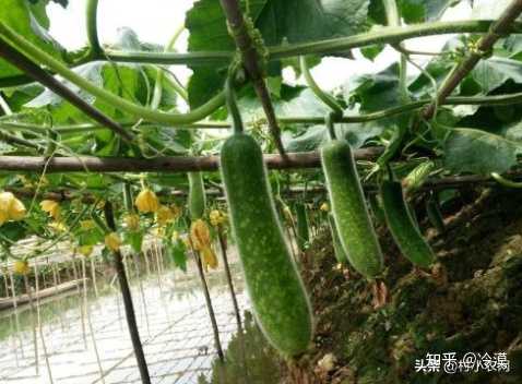 北瓜种子怎么种_北瓜种植技术视频_北瓜种植技术