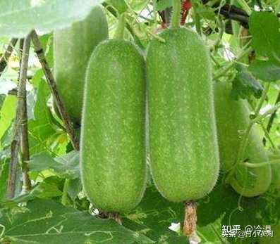 北瓜种子怎么种_北瓜种植技术视频_北瓜种植技术