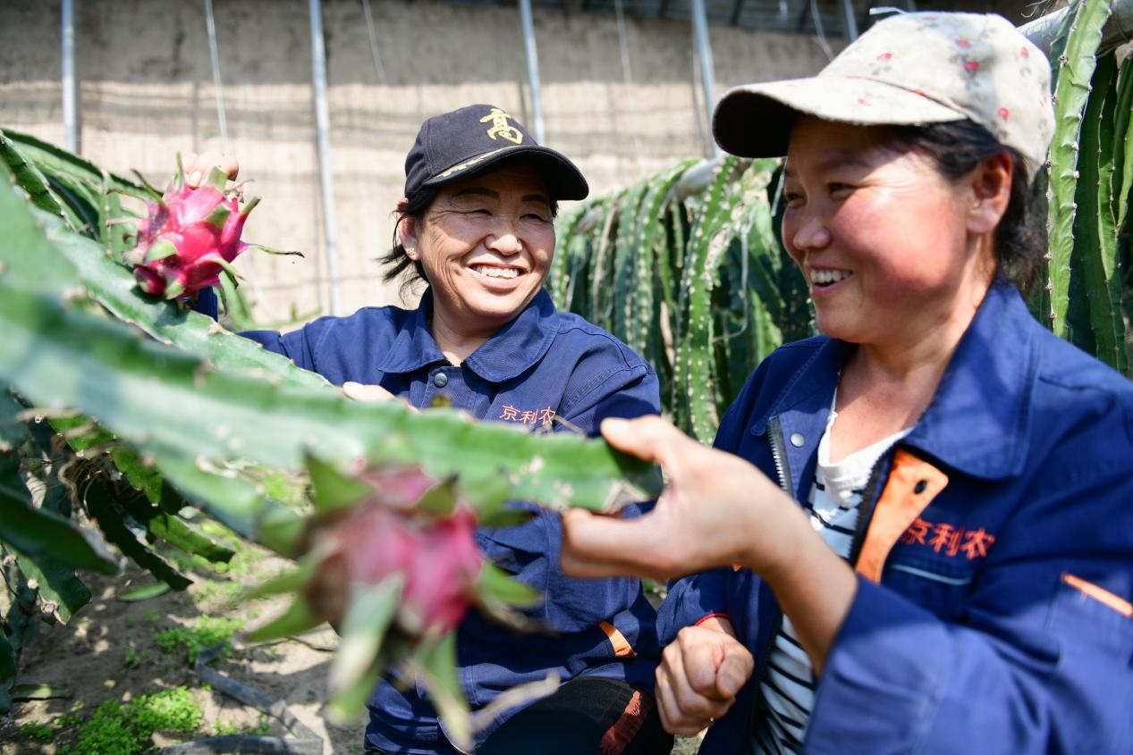 种植搭棚技术_搭种植棚子_农村搭棚种植致富