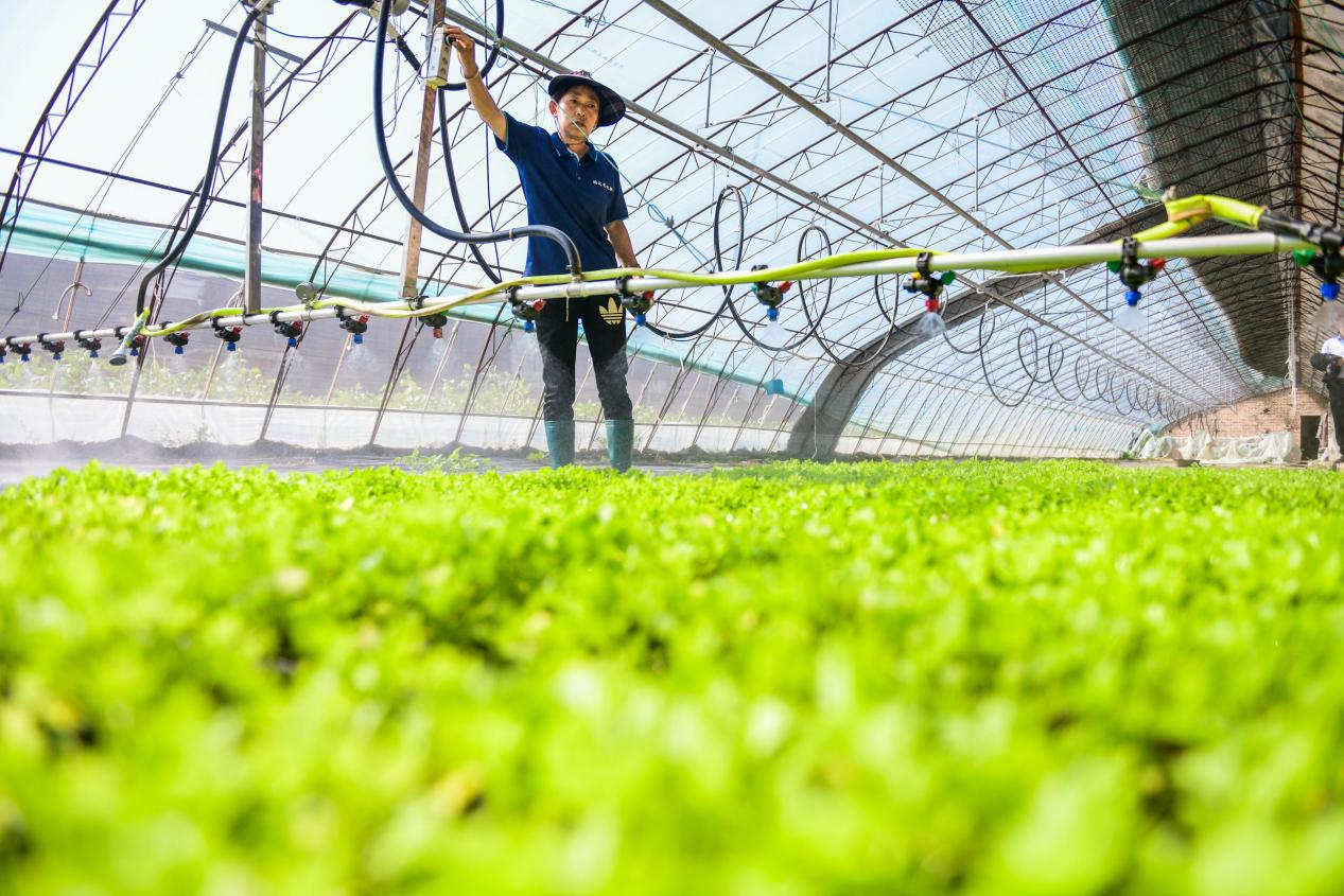 种植搭棚技术_农村搭棚种植致富_搭种植棚子