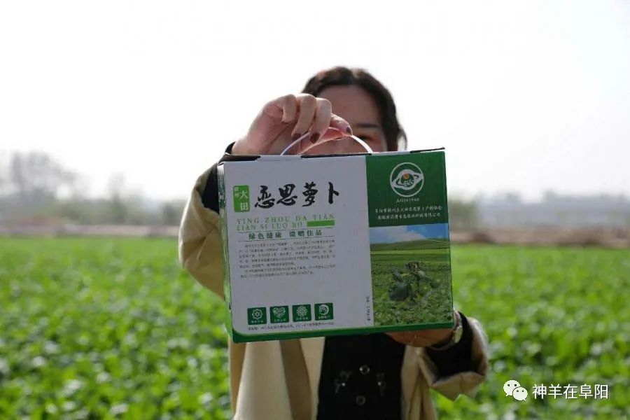 圆萝卜种植_圆罗卜种植技术_圆萝卜种植技术