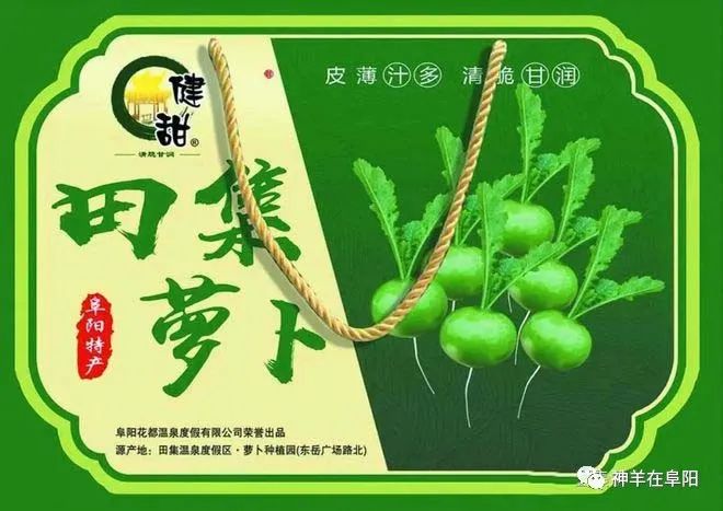 圆萝卜种植技术_圆罗卜种植技术_圆萝卜种植