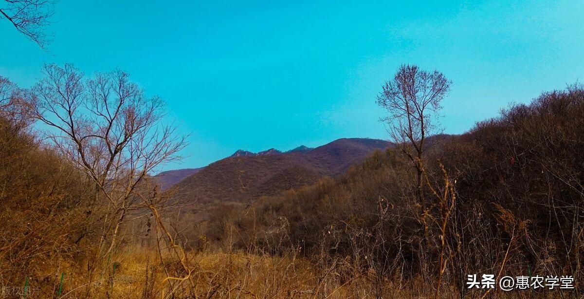 荒山致富项目_荒山种植致富技巧_荒山种植视频