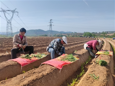致富大片大葱种植视频_大片种植大葱致富_大葱种植收益如何
