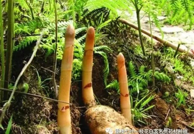 农民勤劳致富药材种植基地_药材种植致富项目_药材种植的致富带头人