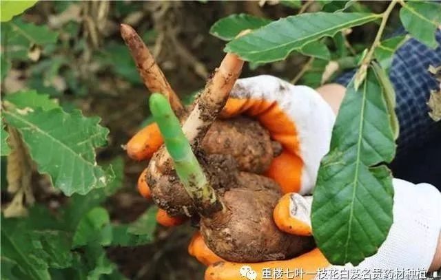 药材种植致富项目_农民勤劳致富药材种植基地_药材种植的致富带头人