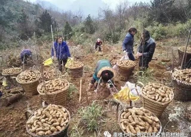 药材种植致富项目_农民勤劳致富药材种植基地_药材种植的致富带头人