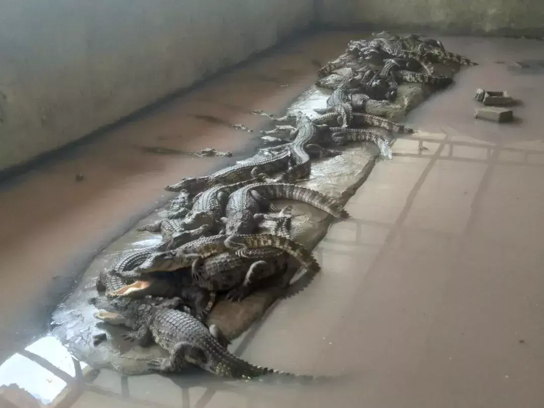 泰鳄养殖场_家养泰鳄_泰鳄的养殖技术