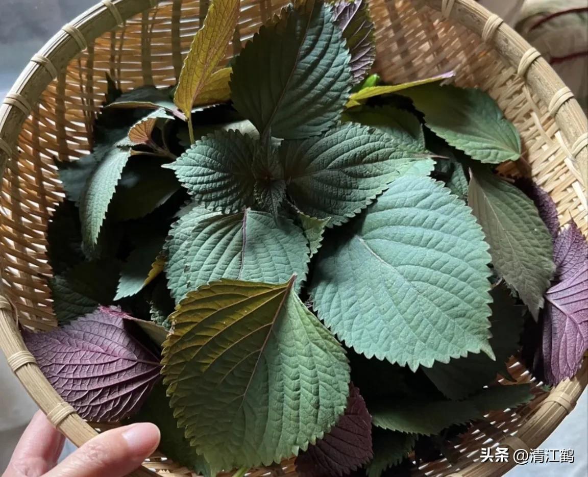 种植利润紫苏技术怎么样_紫苏种植技术及利润_种植紫苏赚钱吗
