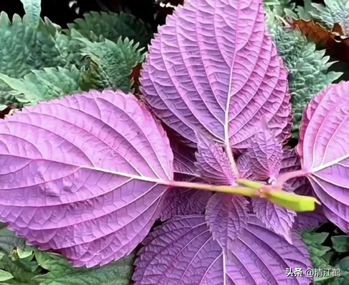 种植利润紫苏技术怎么样_紫苏种植技术及利润_种植紫苏赚钱吗