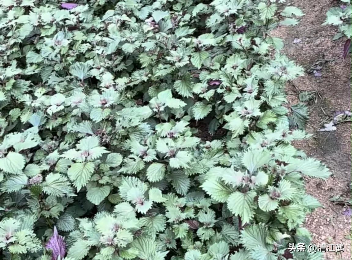 种植紫苏赚钱吗_种植利润紫苏技术怎么样_紫苏种植技术及利润