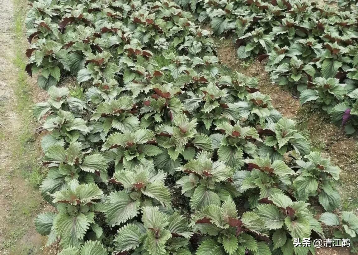 种植紫苏赚钱吗_种植利润紫苏技术怎么样_紫苏种植技术及利润