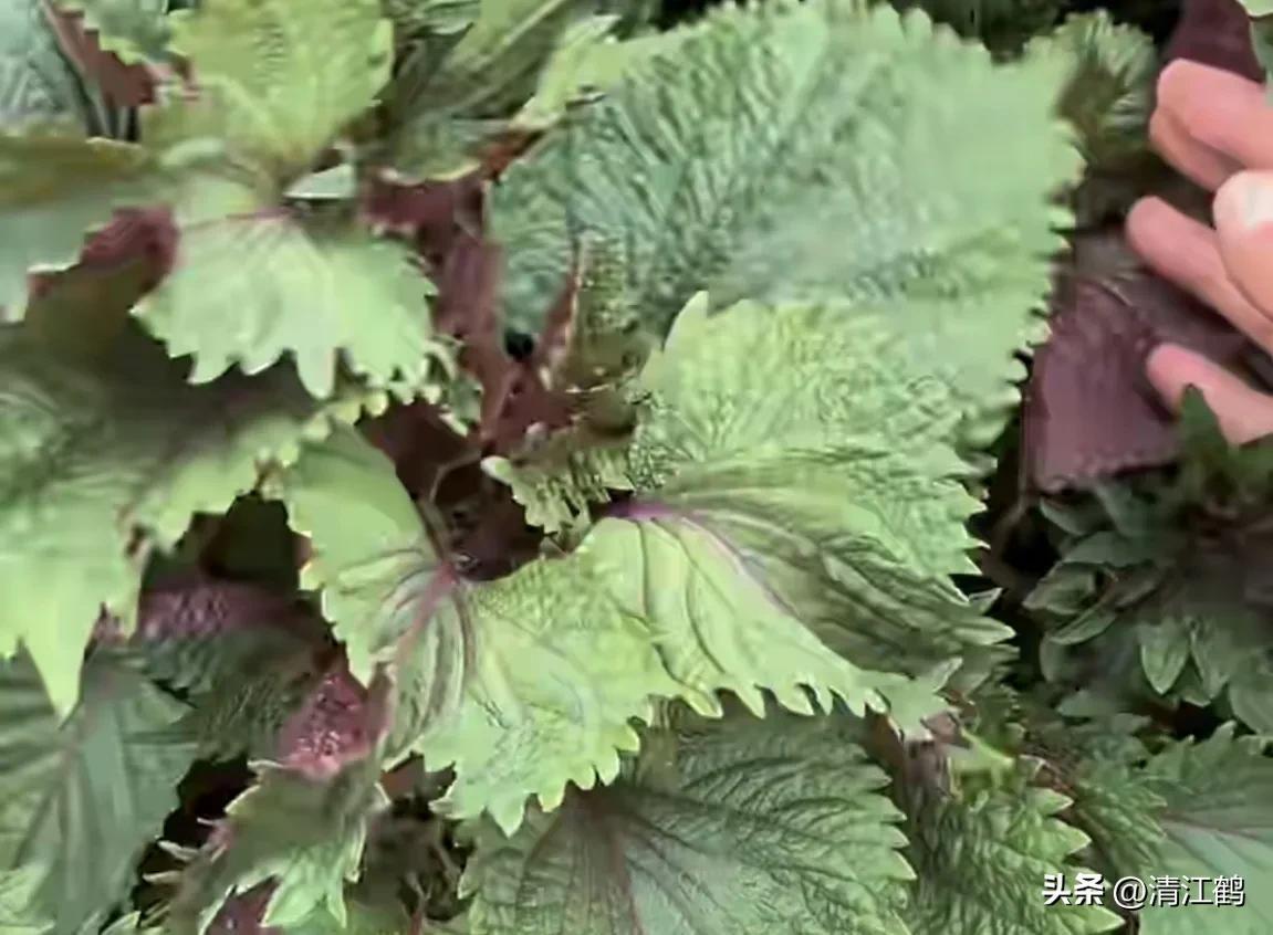 紫苏种植技术及利润_种植利润紫苏技术怎么样_种植紫苏赚钱吗