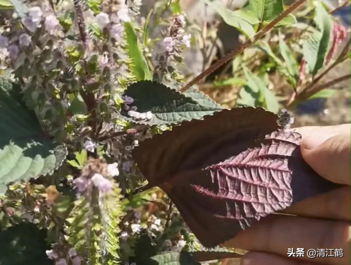 种植利润紫苏技术怎么样_种植紫苏赚钱吗_紫苏种植技术及利润