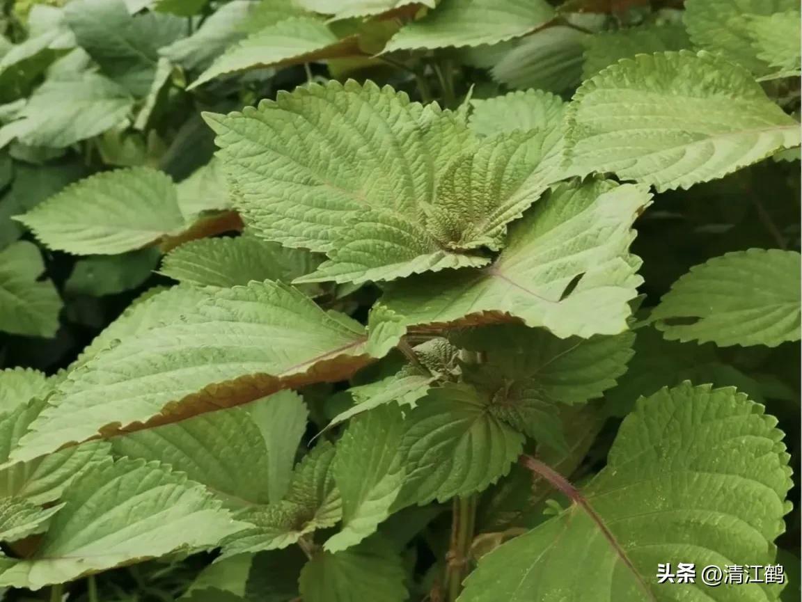 紫苏种植技术及利润_种植利润紫苏技术怎么样_种植紫苏赚钱吗