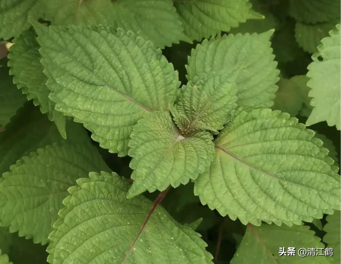 种植紫苏赚钱吗_种植利润紫苏技术怎么样_紫苏种植技术及利润