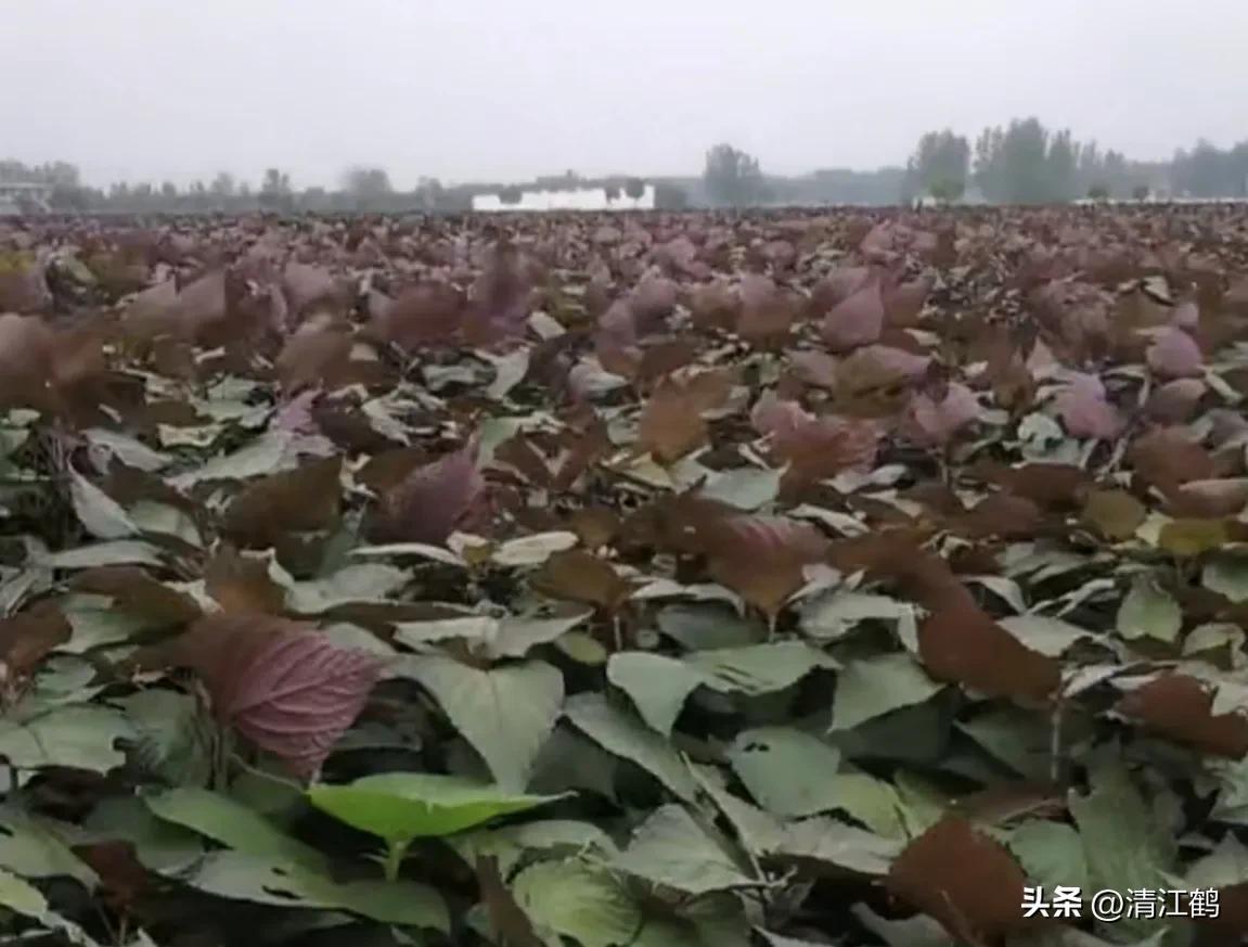 紫苏种植技术及利润_种植紫苏赚钱吗_种植利润紫苏技术怎么样