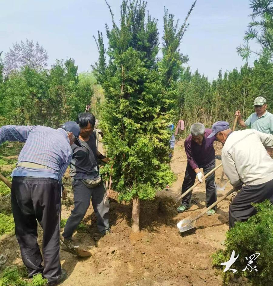致富经绿化苗木种植_致富绿化苗木种植技术视频_种植绿化苗木的利润
