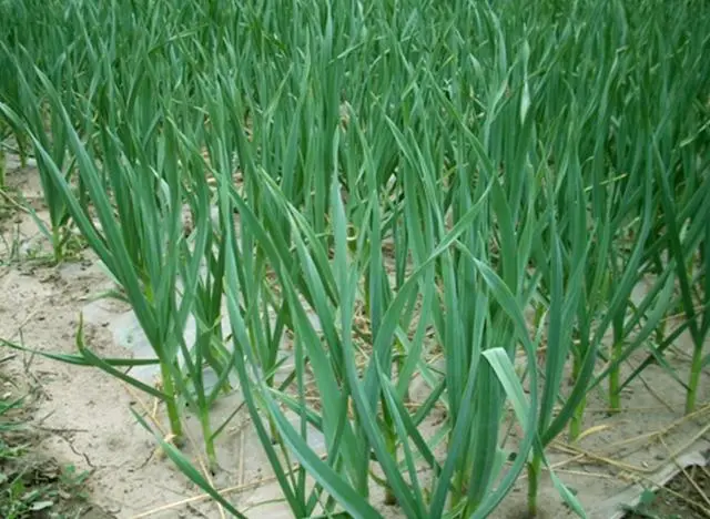 冬季蒜苗种植技术_冬季种植蒜苗技术视频_冬季种蒜怎么种