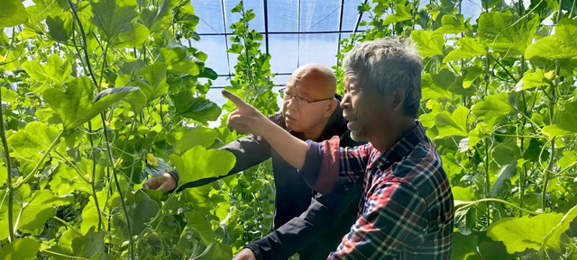致富经甜瓜_致富种植视频全集_甜瓜种植致富路线图片