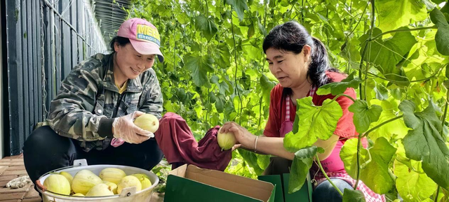 甜瓜种植致富路线图片_致富经甜瓜_致富种植视频全集