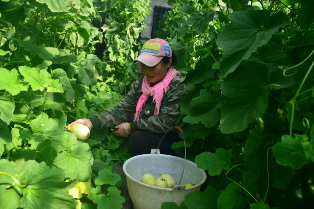 致富经甜瓜_致富种植视频全集_甜瓜种植致富路线图片