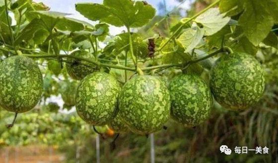 致富种植视频全集_致富经甜瓜_甜瓜种植致富路线图片