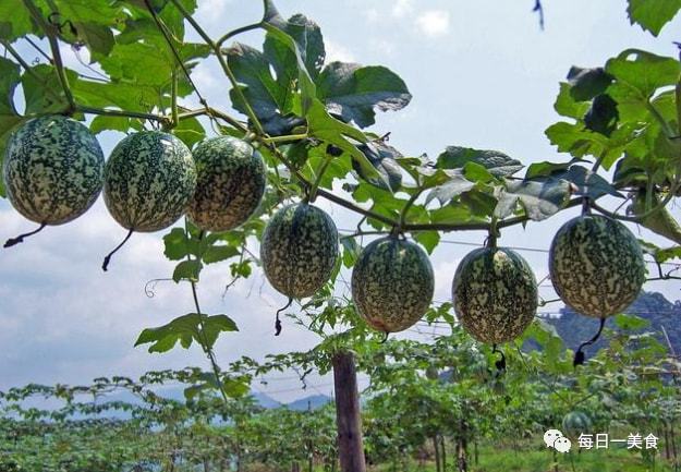 致富经甜瓜_甜瓜种植致富路线图片_致富种植视频全集