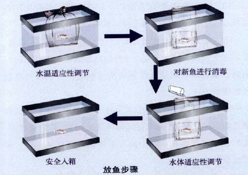 锦鲤养殖池建造过程图