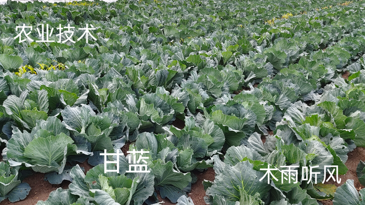 甘蓝的种植要点有哪些？