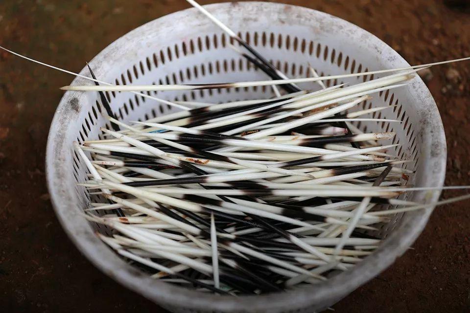 致富经养豪猪全视频_致富经豪猪小伙成长计_致富经豪猪