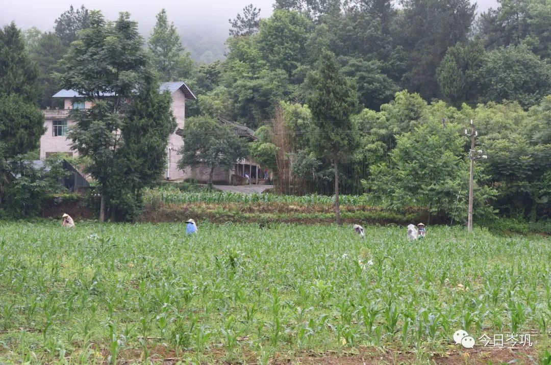 【奋进新征程 建功新时代--全面推进乡村振兴】客楼镇丰坝村：把支部建在产业链上 实现人均收入破万元