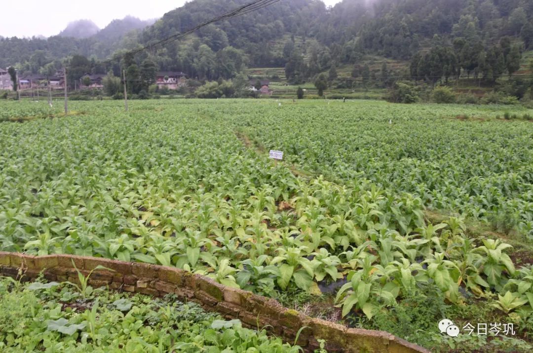 种植黄精致富带头人_种植黄精致富带头人_种植黄精致富带头人