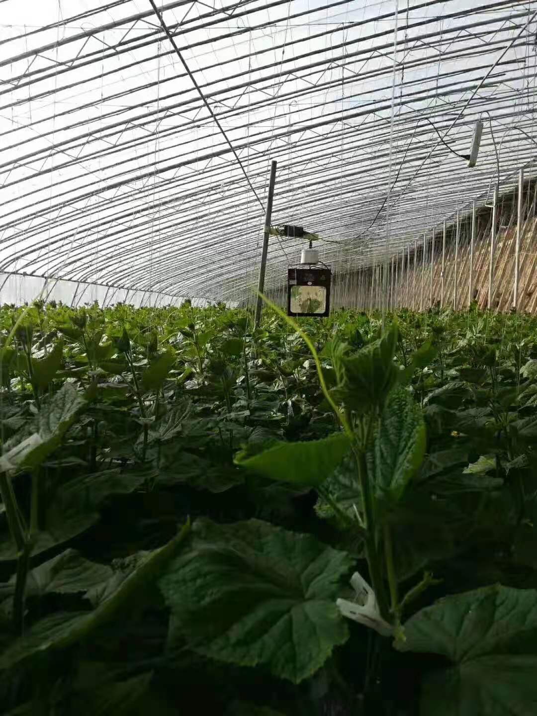 人参菜种植赚钱_致富人参种植菜地图片_人参菜种植致富