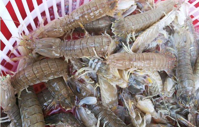 草虾淡水养殖致富_致富淡水养殖草虾图片_致富淡水养殖草虾视频