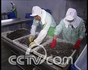 致富经海参养殖视频_莆田海参养殖在哪里_海参莆田致富经