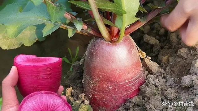 怎样种罗卜技术管理_罗卜怎么种植技术_如何种植罗卜才高产量