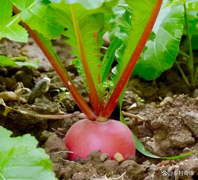 罗卜怎么种植技术_如何种植罗卜才高产量_怎样种罗卜技术管理