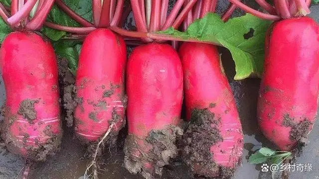 怎样种罗卜技术管理_罗卜怎么种植技术_如何种植罗卜才高产量