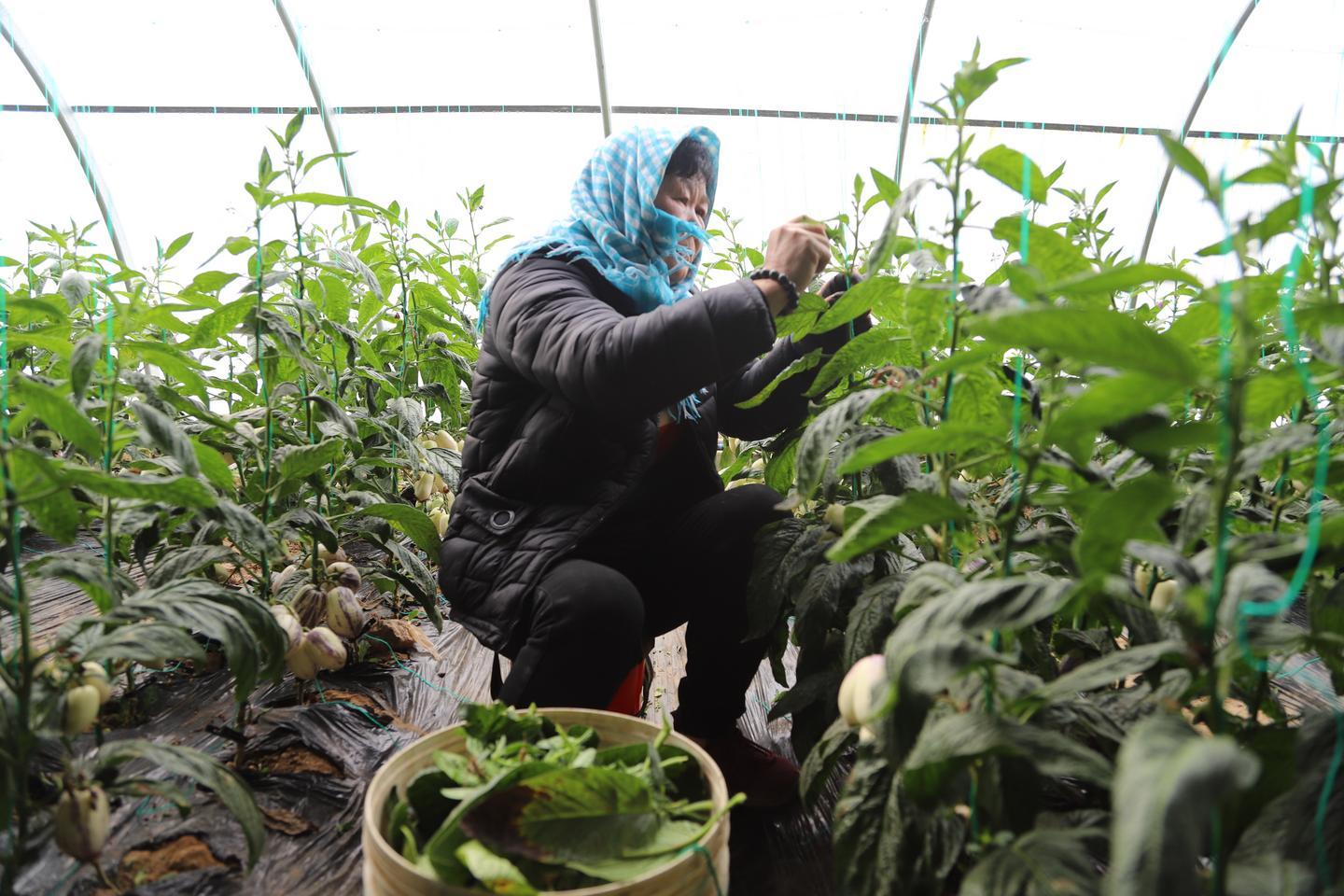种植人参效果怎么样_种植人参技术_人参菜种植致富