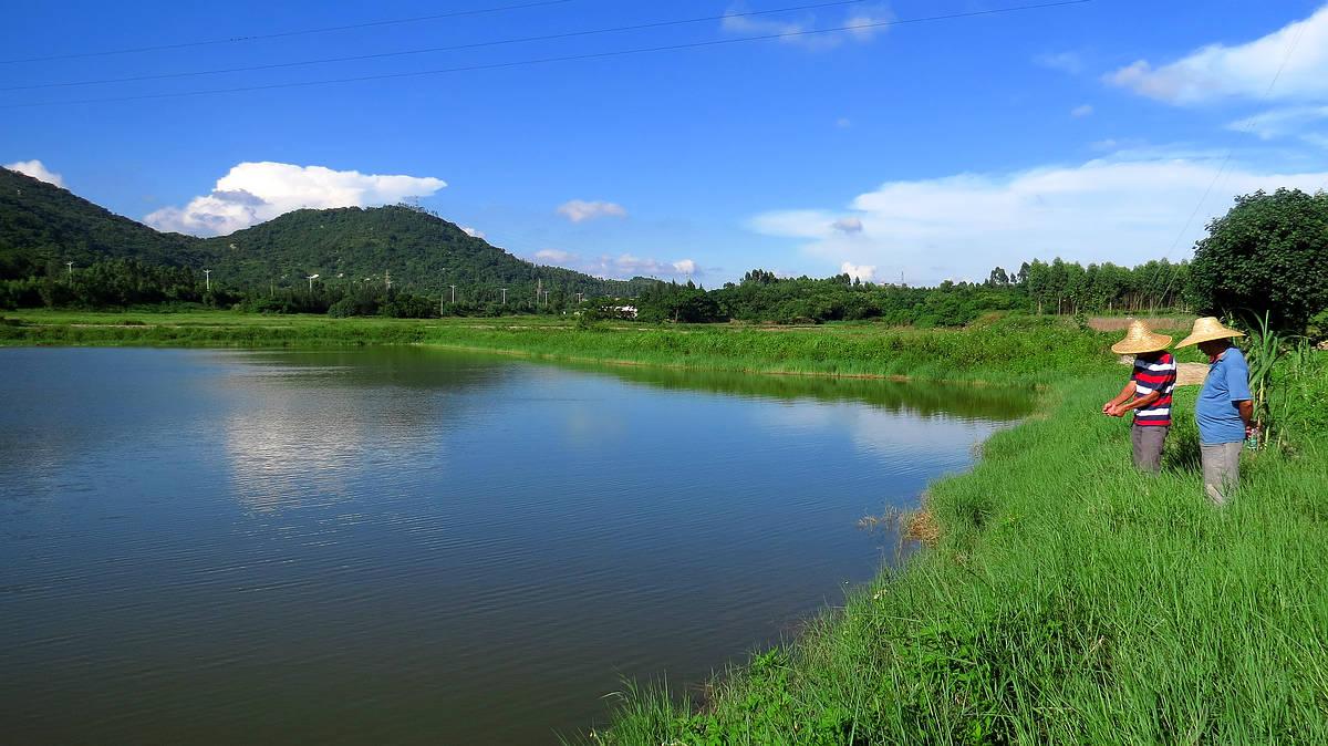 黑水虻冬天养殖技术_黑水虻冬季养殖视频_冬季黑水虻养殖技术