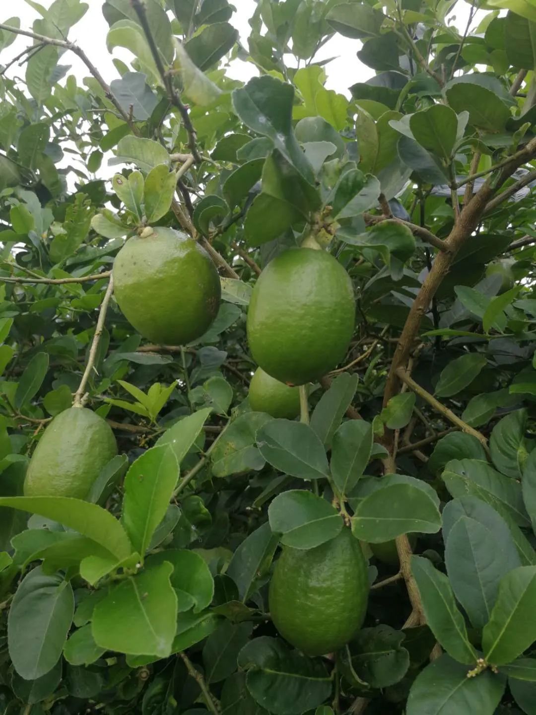 视频柠檬种植技术教程_柠檬栽培技术视频_柠檬种植技术视频