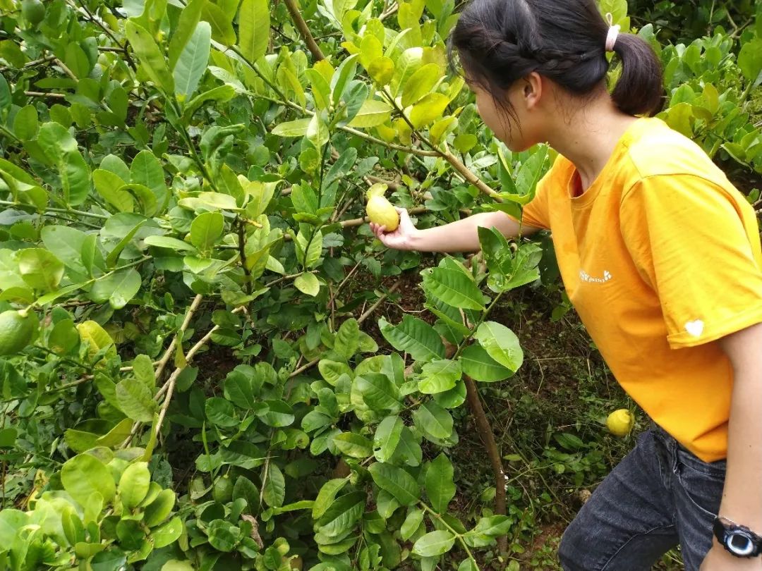 视频柠檬种植技术教程_柠檬种植技术视频_柠檬栽培技术视频