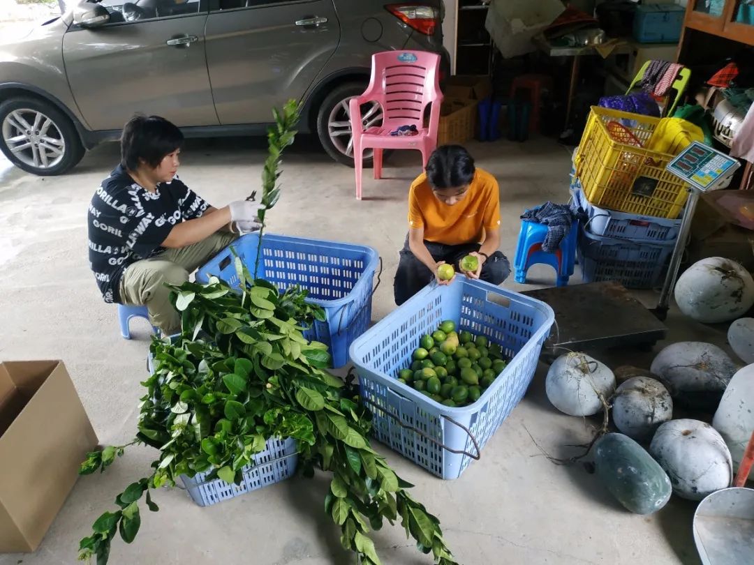 柠檬栽培技术视频_柠檬种植技术视频_视频柠檬种植技术教程