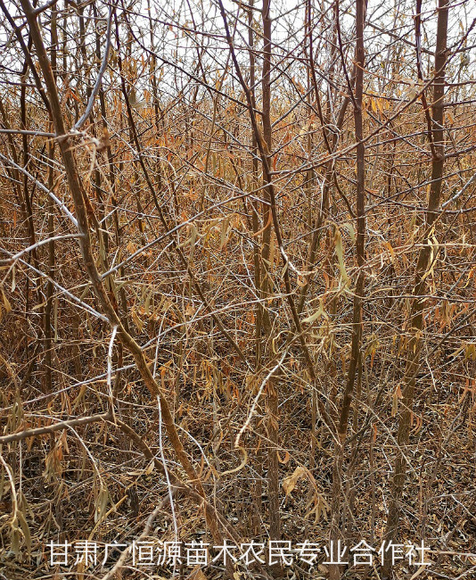 西藏种植苗圃沙棘苗