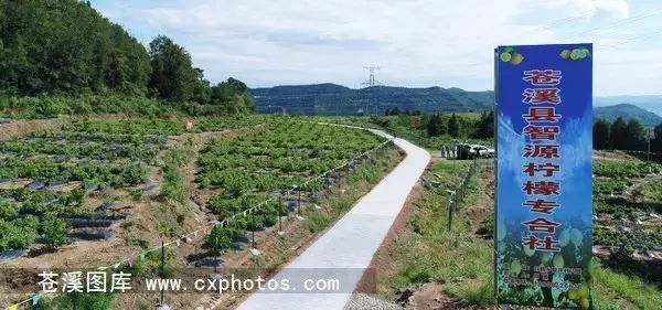 柠檬种植技术视频_柠檬种植技术与管理视频_柠檬栽培技术视频