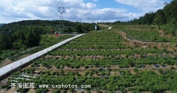 柠檬栽培技术视频_柠檬种植技术与管理视频_柠檬种植技术视频