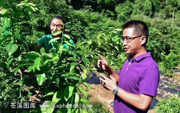 柠檬栽培技术视频_柠檬种植技术与管理视频_柠檬种植技术视频