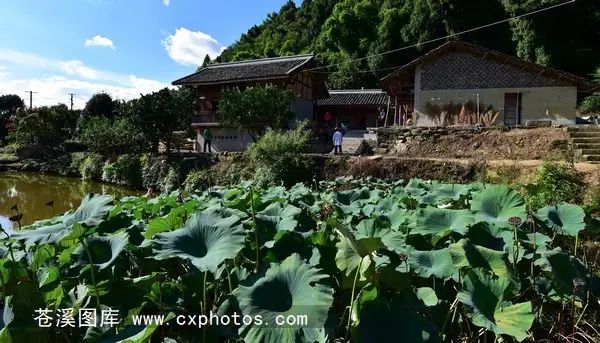 柠檬种植技术视频_柠檬栽培技术视频_柠檬种植技术与管理视频