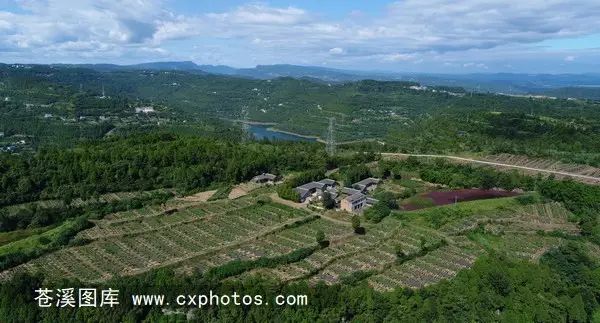 柠檬栽培技术视频_柠檬种植技术与管理视频_柠檬种植技术视频